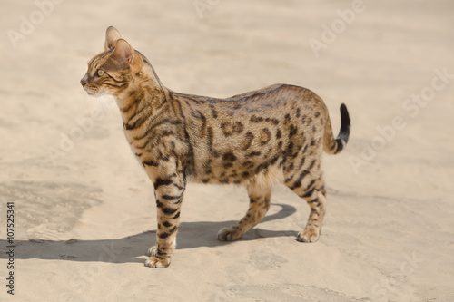 Savannah cat in desert