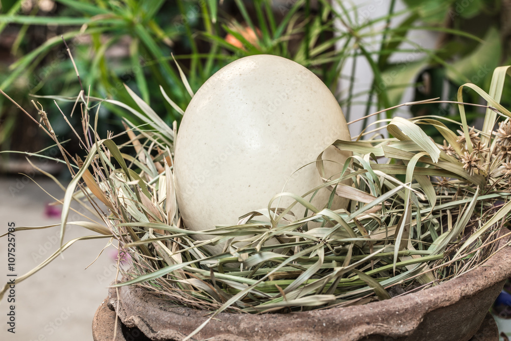 Ostrich egg in bird nest, big large dinosaur egg concept. Ostrich egg in bird nest, big large dinosaur egg concept.