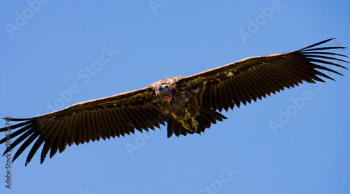 Predatory bird in flight. Kenya. Tanzania. Safari. East Africa. An excellent illustration.