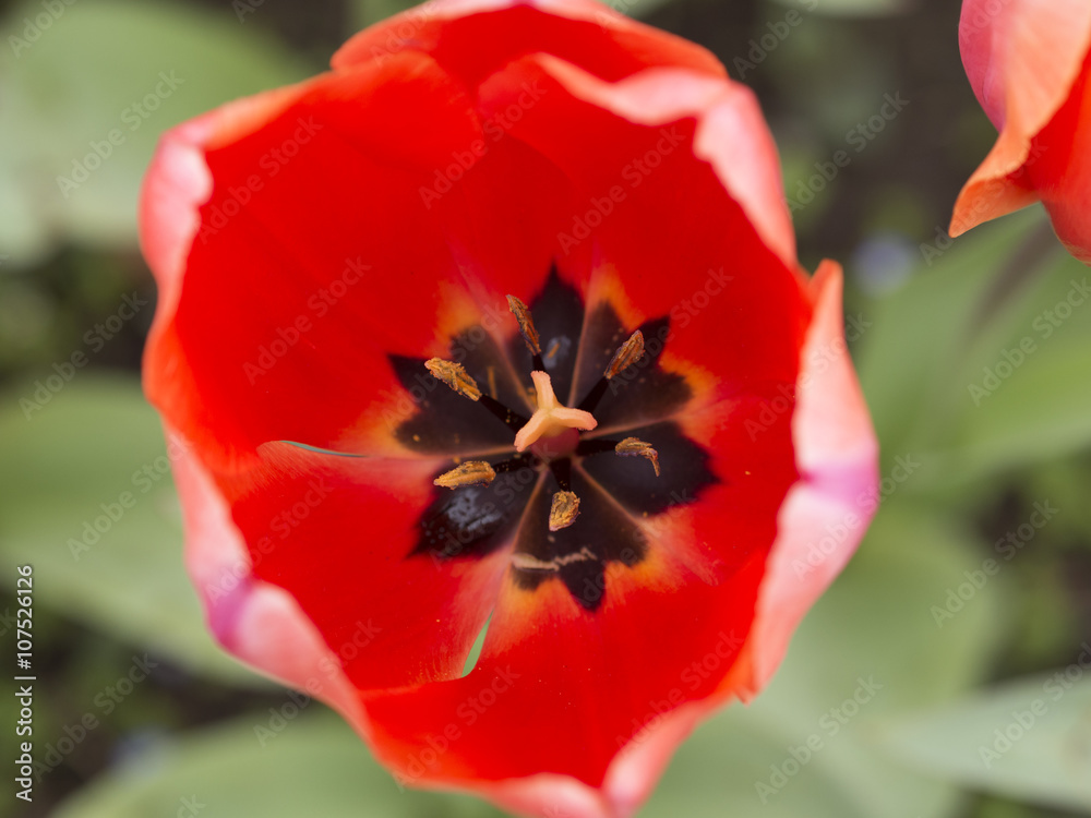 Naklejka premium チューリップ