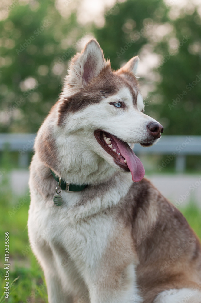 Pale Siberian husky sitting