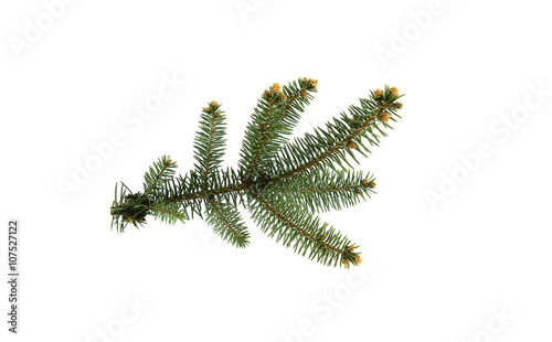 Fir tree branch.