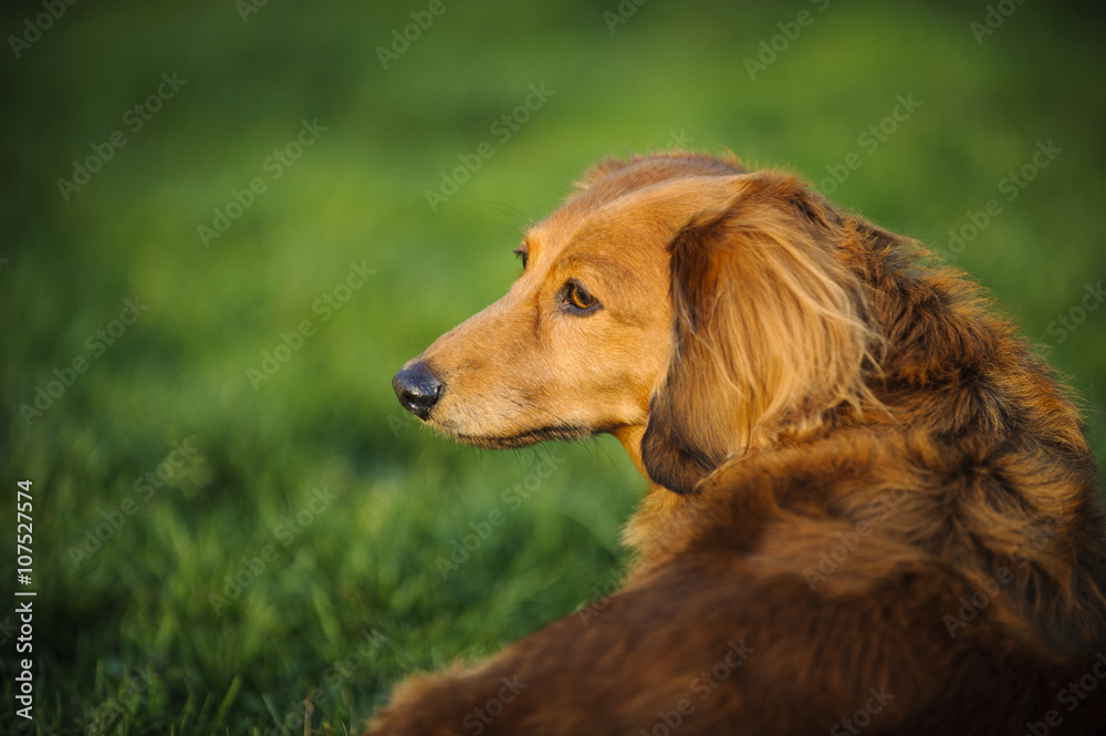 Long haired Miniature Dachshund looking over the shoulder in the grass
