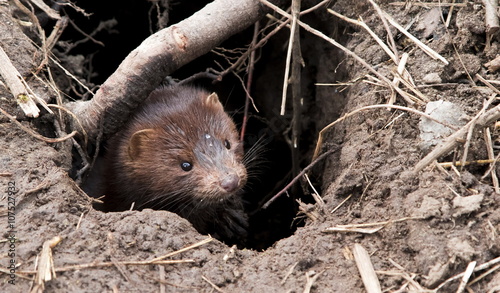 European mink (lat. Mustela lutreola) in a native habitat