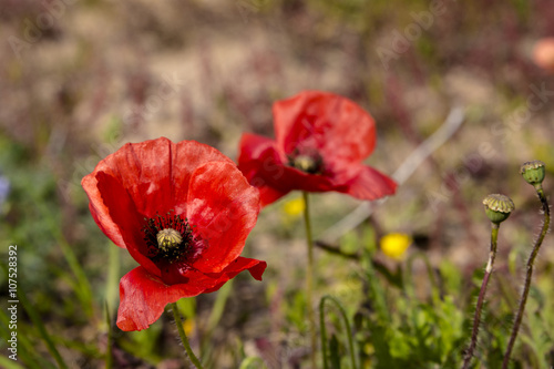 Red poppy flowers in the fields near to the sea