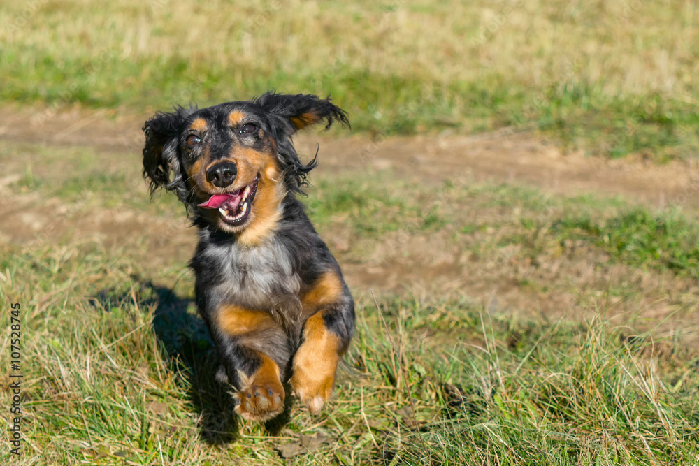 Cute Dachshund enjoying life