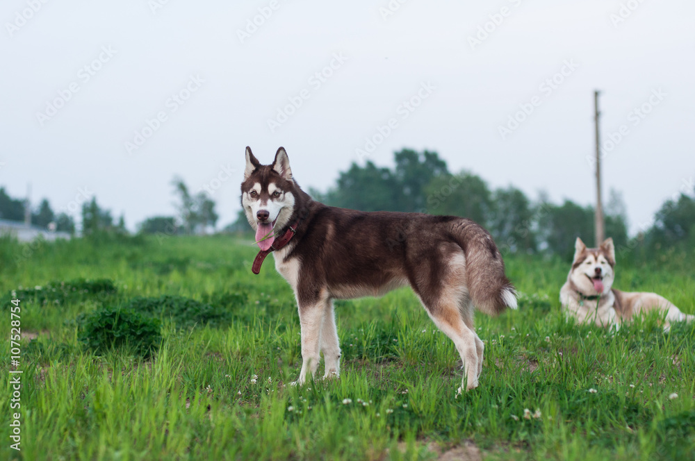 Two Siberian huskies on the field
