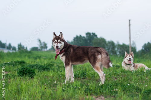 Two Siberian huskies on the field