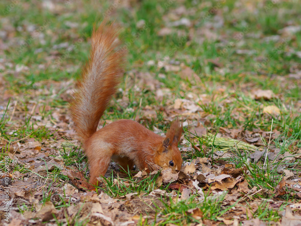 Cute red squirrel hides walnut and posing in the park Cute red squirrel hides walnut and posing in the park
