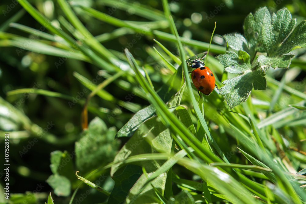 Naklejka premium Ladyird on grass