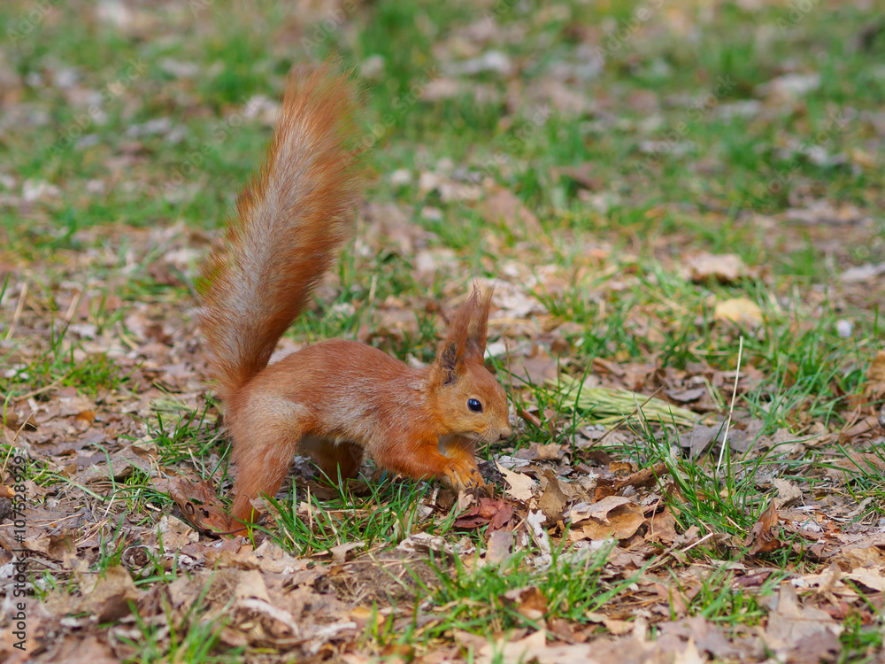 Cute red squirrel hides walnut and posing in the park Cute red squirrel hides walnut and posing in the park