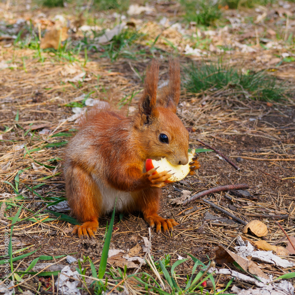 Cute red squirrel eating apple fruit and posing in the park Cute red squirrel eating apple fruit and posing in the park