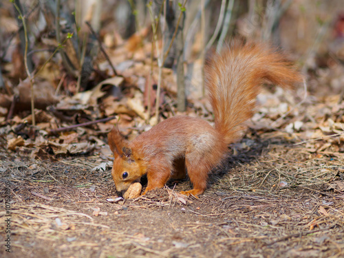Cute red squirrel hides walnut and posing in the park