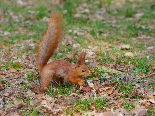 Cute red squirrel hides walnut and posing in the park © stebliuk
