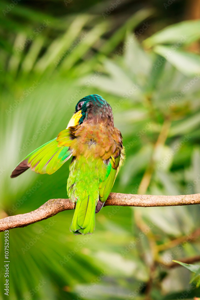 Exotic colorful bird sitting on a branch Exotic colorful bird sitting on a branch