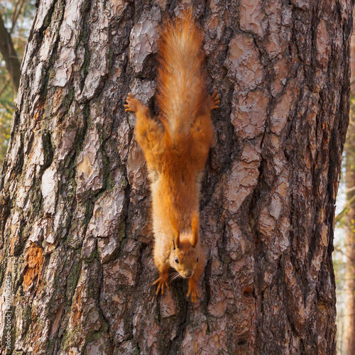 Cute red squirrel sits on the tree