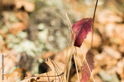 Red autumn leaf