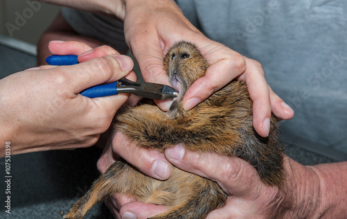 La consultation vétérinaire pour les hamsters, nacs, cochon d'inde,  est très importante pour la santé de cet animal de compagnie. photo