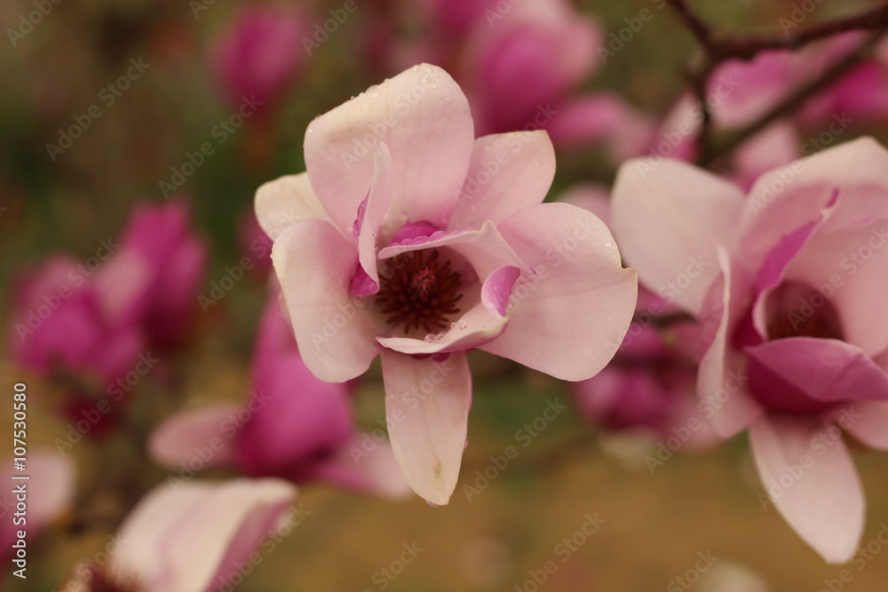 Fototapeta premium 木蓮の花