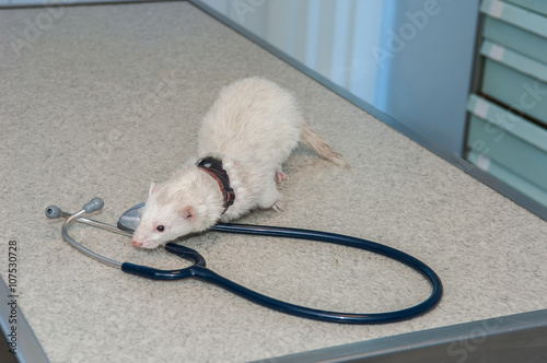 La consultation vétérinaire pour le furet,  nacs,  est très importante pour la santé de cet animal de compagnie carnivore le furet aime les cachettes dans sa cage. photo