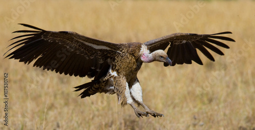 Predatory bird flies to prey. Kenya. Tanzania. Safari. East Africa. An excellent illustration.