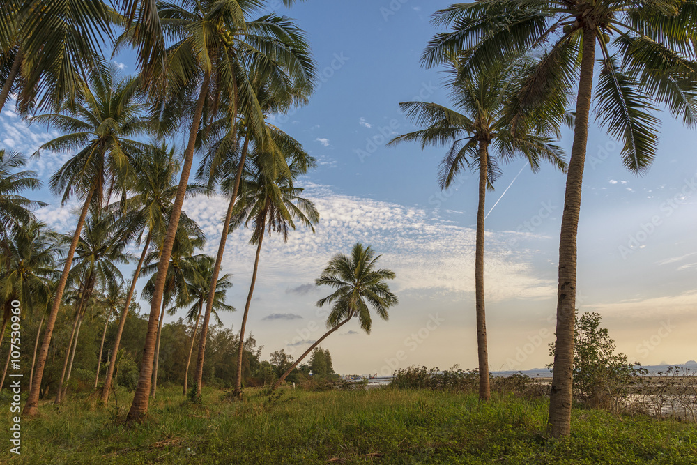 Coconut tree in twilight time