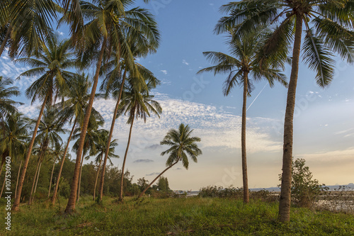 Coconut tree in twilight time © piyasuk