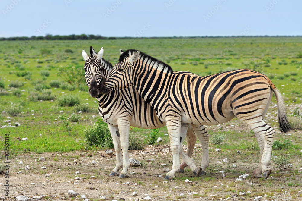 Obraz premium Zebra in Etosha, Namibia
