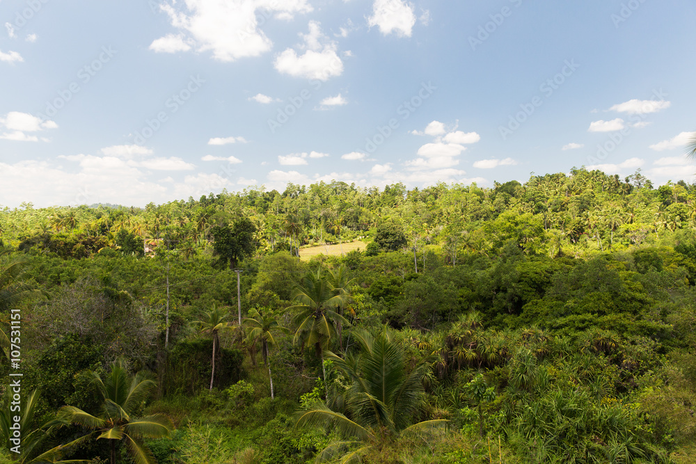 Fototapeta premium summer forest and path