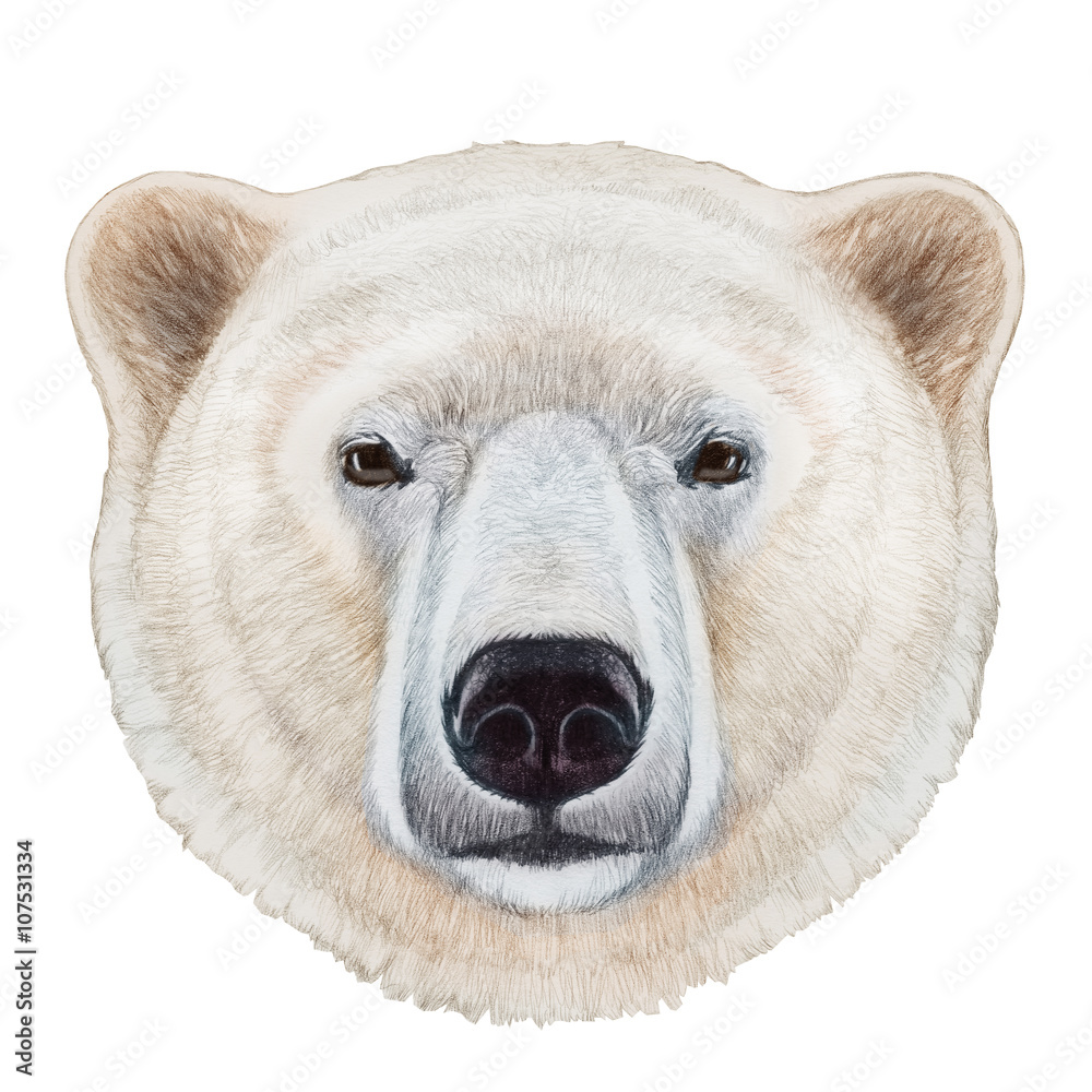 Naklejka premium Portrait of Polar Bear. Hand-drawn illustration, digitally colored.