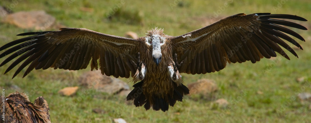 Obraz premium Predatory bird flies to prey. Kenya. Tanzania. Safari. East Africa. An excellent illustration.