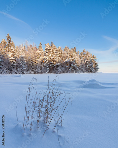 Frozen hay at lake shore and snow covered forest