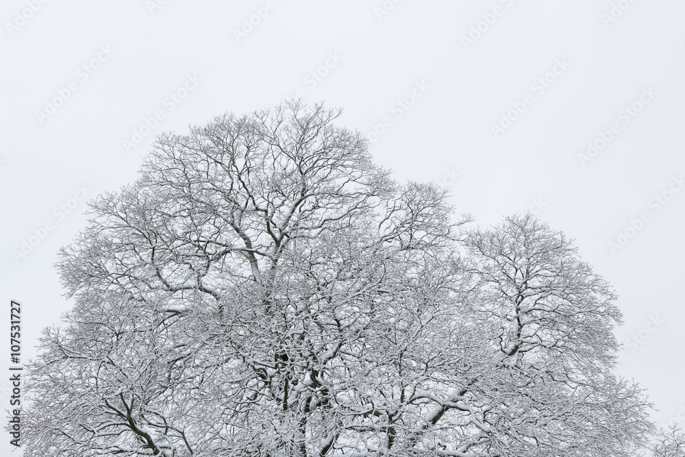 Big tree cloudy sky black and white background Big tree cloudy sky black and white background
