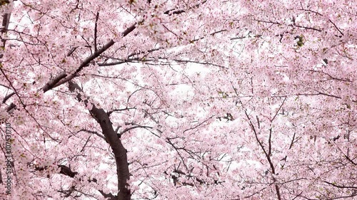 4K・満開の桜・下パン_4-184