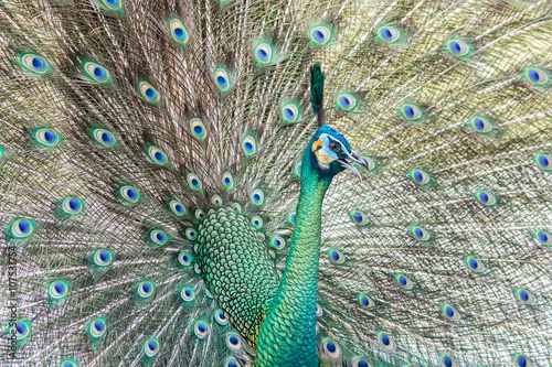 Fototapeta Naklejka Na Ścianę i Meble -  beautiful peacock with feathers out