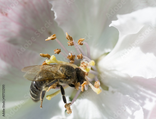Bee on apple flower collecting honey. © Vitaly Krivosheev