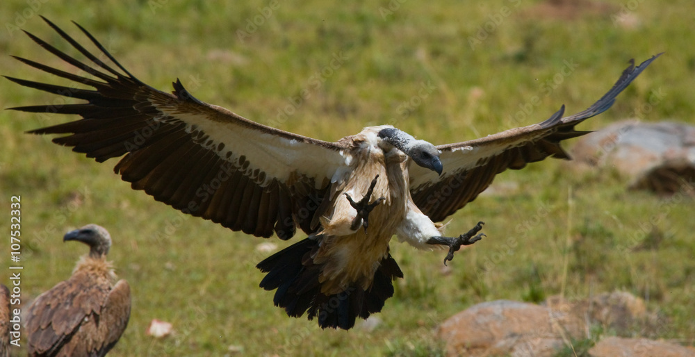 Obraz premium Predatory bird flies to prey. Kenya. Tanzania. Safari. East Africa. An excellent illustration.