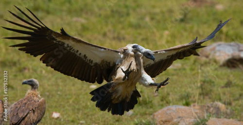 Predatory bird flies to prey. Kenya. Tanzania. Safari. East Africa. An excellent illustration. © gudkovandrey