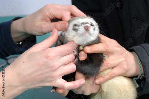 La consultation vétérinaire pour le furet,  nacs,  est très importante pour la santé de cet animal de compagnie carnivore le furet aime les cachettes dans sa cage. photo