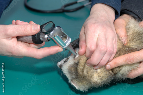 La consultation vétérinaire pour le furet, nacs, est très importante pour la santé de cet animal de compagnie carnivore le furet aime les cachettes dans sa cage.