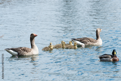 Gray Goose family with chicken