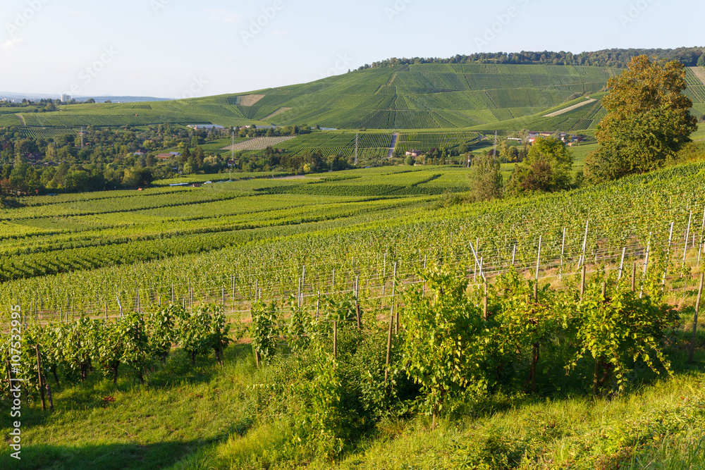German wine fields landscape at summer