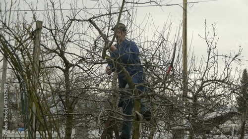 Wallpaper Mural Gardener on the ladder cutting and pruning the fruit tree branch.
 Torontodigital.ca