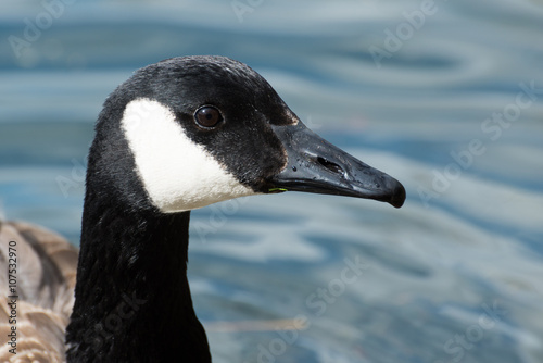 Portrait of a canadian goose photo