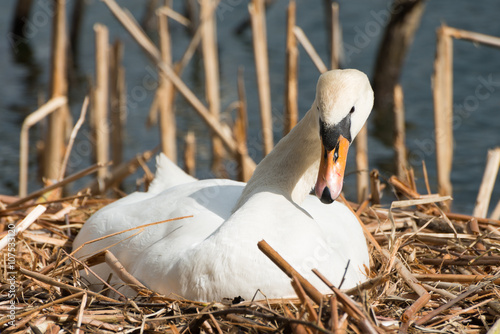 Female white swan in its nest, breeding