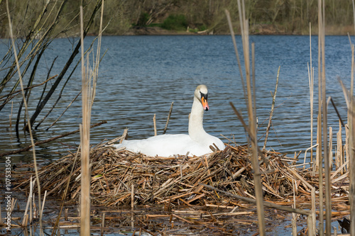 Female White Swan breeding in her Nest. photo