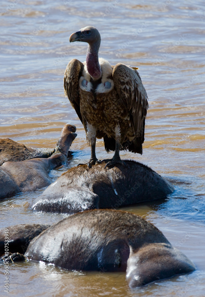Predatory bird sitting on a rock near the river. Kenya. Tanzania. Safari. East Africa. An excellent illustration.