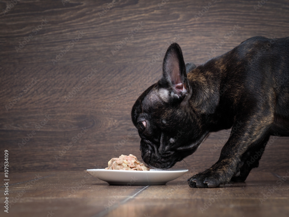 Naklejka premium Dog eats pet food. Big dog muzzle. French bulldog, black