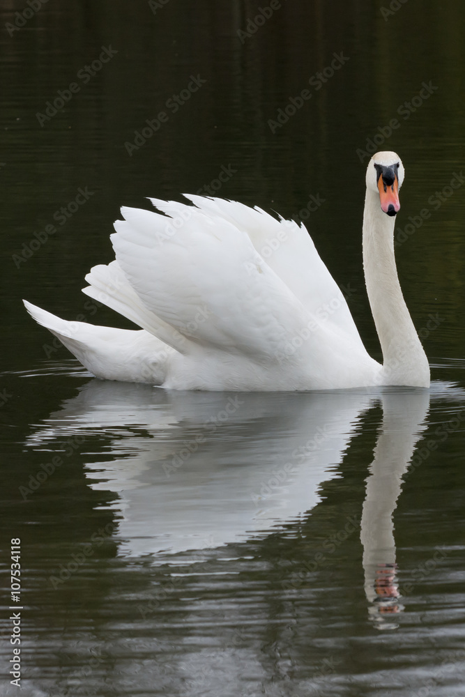 Naklejka premium White Swan looking into cam in spring 2016
