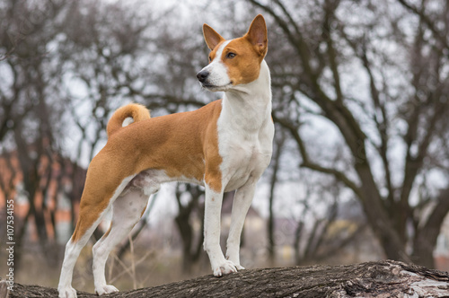 Fototapeta Naklejka Na Ścianę i Meble -  Basenji dog shows it's exterior standing on a tree branch